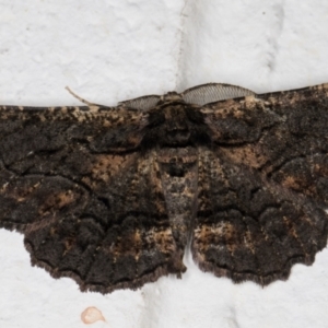 Pholodes sinistraria at Melba, ACT - 10 Nov 2021 11:17 PM