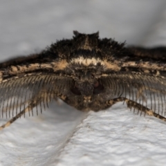 Pholodes sinistraria at Melba, ACT - 10 Nov 2021