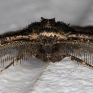 Pholodes sinistraria at Melba, ACT - 10 Nov 2021