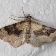 Epyaxa sodaliata (Sodaliata Moth, Clover Moth) at Melba, ACT - 10 Nov 2021 by kasiaaus