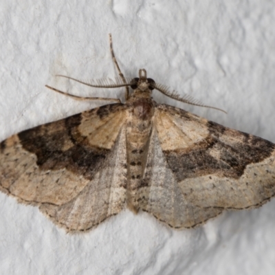 Epyaxa sodaliata (Sodaliata Moth, Clover Moth) at Melba, ACT - 10 Nov 2021 by kasiaaus