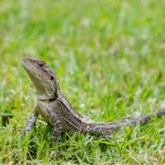 Amphibolurus muricatus (Jacky Lizard) at Penrose, NSW - 29 Jan 2022 by Aussiegall