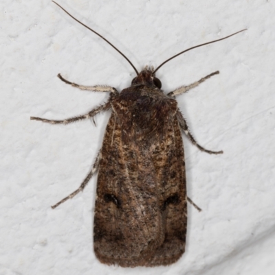 Thoracolopha (genus) (A Noctuid moth) at Melba, ACT - 10 Nov 2021 by kasiaaus