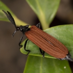 Porrostoma rhipidium (Long-nosed Lycid (Net-winged) beetle) at Melba, ACT - 10 Nov 2021 by kasiaaus