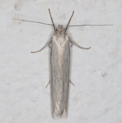 Philobota productella (Pasture Tunnel Moth) at Melba, ACT - 11 Nov 2021 by kasiaaus