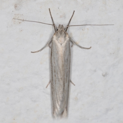 Philobota productella (Pasture Tunnel Moth) at Melba, ACT - 10 Nov 2021 by kasiaaus
