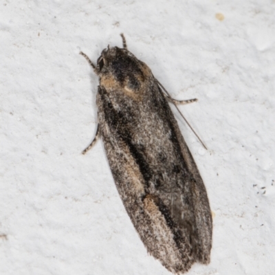 Agriophara leptosemela (A Gelechioid moth) at Melba, ACT - 11 Nov 2021 by kasiaaus
