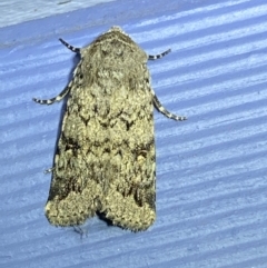 Proteuxoa capularis (Half-moon Noctuid) at Numeralla, NSW - 29 Jan 2022 by SteveBorkowskis