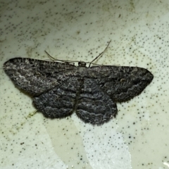 Psilosticha absorpta (Fine-waved Bark Moth) at Numeralla, NSW - 29 Jan 2022 by Steve_Bok