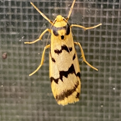 Tigrioides alterna (Alternating Footman) at Numeralla, NSW - 29 Jan 2022 by SteveBorkowskis