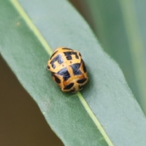 Harmonia conformis at Cook, ACT - 9 Dec 2021