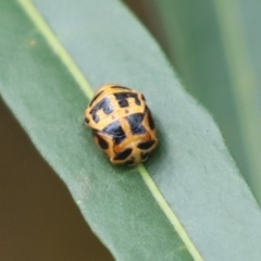 Harmonia conformis (Common Spotted Ladybird) at Cook, ACT - 8 Dec 2021 by Tammy