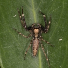 Helpis minitabunda (Threatening jumping spider) at Melba, ACT - 12 Nov 2021 by kasiaaus