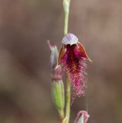Calochilus therophilus (Late Beard Orchid) at Penrose - 26 Jan 2022 by Aussiegall
