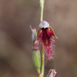 Calochilus therophilus at Penrose, NSW - suppressed