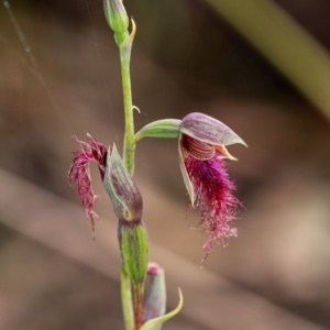 Calochilus therophilus at Penrose, NSW - suppressed