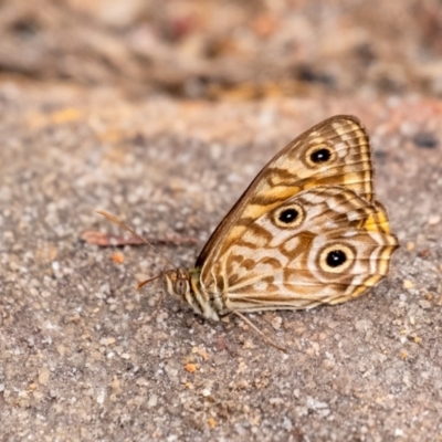 Geitoneura acantha (Ringed Xenica) at Wingecarribee Local Government Area - 26 Jan 2022 by Aussiegall