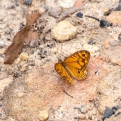 Geitoneura acantha at Bundanoon, NSW - 26 Jan 2022