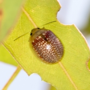 Paropsisterna decolorata at Hawker, ACT - 27 Jan 2022