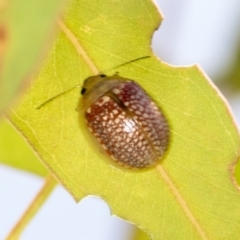Paropsisterna decolorata (A Eucalyptus leaf beetle) at Hawker, ACT - 27 Jan 2022 by AlisonMilton