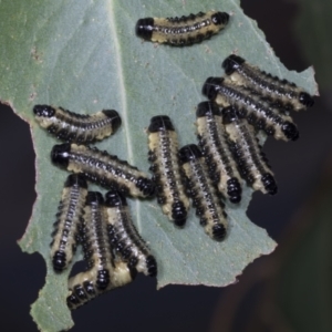 Paropsis atomaria at Scullin, ACT - 26 Jan 2022