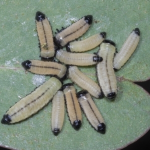 Paropsisterna cloelia at Scullin, ACT - 26 Jan 2022