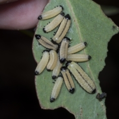 Paropsisterna cloelia at Scullin, ACT - 26 Jan 2022 02:15 PM