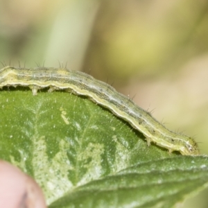 Heliothinae (subfamily) at Hawker, ACT - 27 Jan 2022