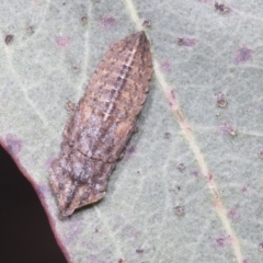 Ledrinae sp. (subfamily) (A Flat-headed Leafhopper) at Scullin, ACT - 26 Jan 2022 by AlisonMilton