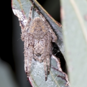 Araneinae (subfamily) at Hawker, ACT - 26 Jan 2022