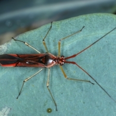 Rayieria acaciae at Ainslie, ACT - 29 Jan 2022