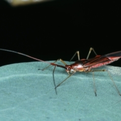 Rayieria acaciae at Ainslie, ACT - 29 Jan 2022