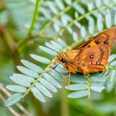 Trapezites symmomus (Splendid Ochre) at Bundanoon, NSW - 26 Jan 2022 by Aussiegall