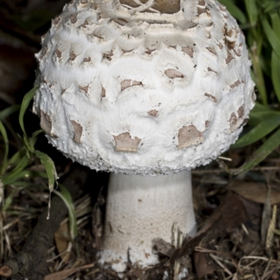 Chlorophyllum sp. at Hawker, ACT - 26 Jan 2022 by AlisonMilton