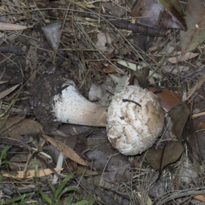 Chlorophyllum sp. at Hawker, ACT - 26 Jan 2022 01:56 PM