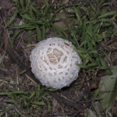 Chlorophyllum sp. at Hawker, ACT - 26 Jan 2022