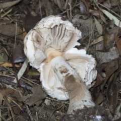 Chlorophyllum sp. at Hawker, ACT - 26 Jan 2022