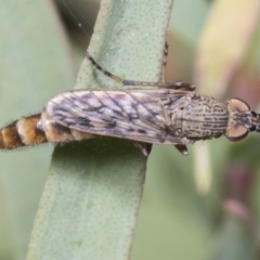 Neodialineura striatithorax (A therevidae fly) at Hawker, ACT - 26 Jan 2022 by AlisonMilton