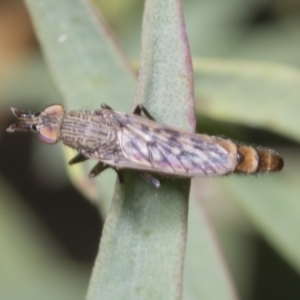 Neodialineura striatithorax at Hawker, ACT - 26 Jan 2022