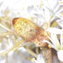 Castiarina testacea (A eucalyptus bud mimic jewel beetle) at Mount Taylor - 27 Jan 2022 by Harrisi