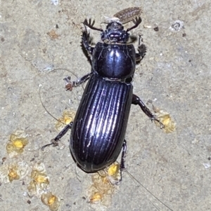 Aulacocyclus edentulus at Numeralla, NSW - suppressed