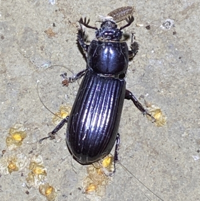 Aulacocyclus edentulus (Passalid beetle) at Numeralla, NSW - 29 Jan 2022 by Steve_Bok