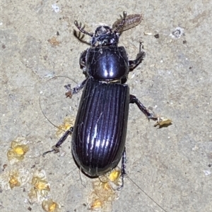 Aulacocyclus edentulus at Numeralla, NSW - suppressed