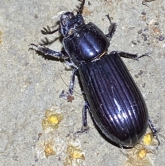 Aulacocyclus edentulus at Numeralla, NSW - suppressed