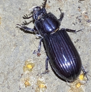 Aulacocyclus edentulus at Numeralla, NSW - suppressed