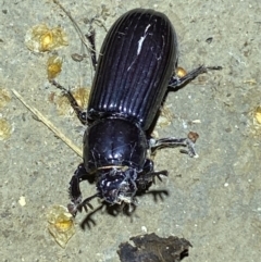 Aulacocyclus edentulus at Numeralla, NSW - suppressed