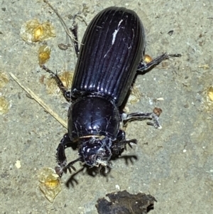 Aulacocyclus edentulus at Numeralla, NSW - suppressed