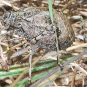 Acripeza reticulata at Paddys River, ACT - 28 Jan 2022