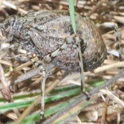 Acripeza reticulata (Mountain Katydid) at Gibraltar Pines - 28 Jan 2022 by Harrisi