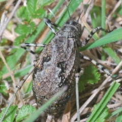 Acripeza reticulata at Paddys River, ACT - 28 Jan 2022